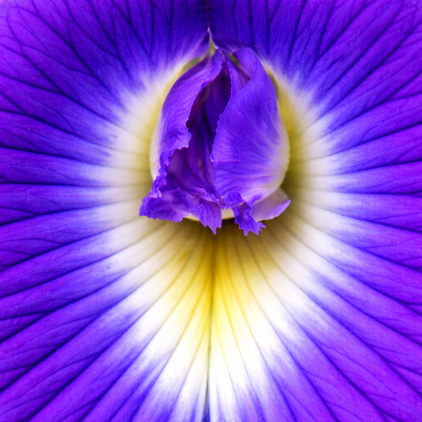 Blue Butterfly Pea